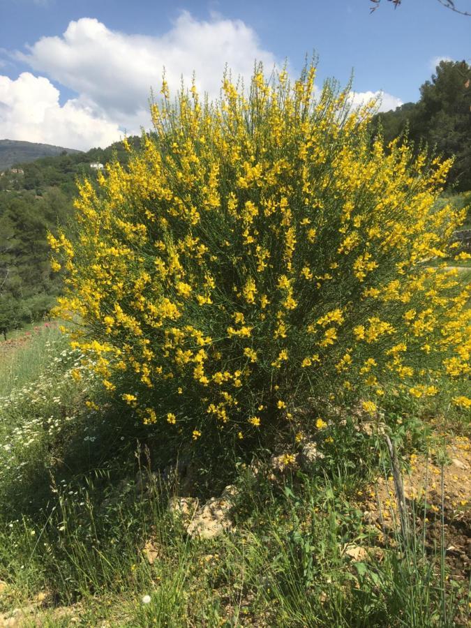 Villa Les Genets Fayence Esterno foto