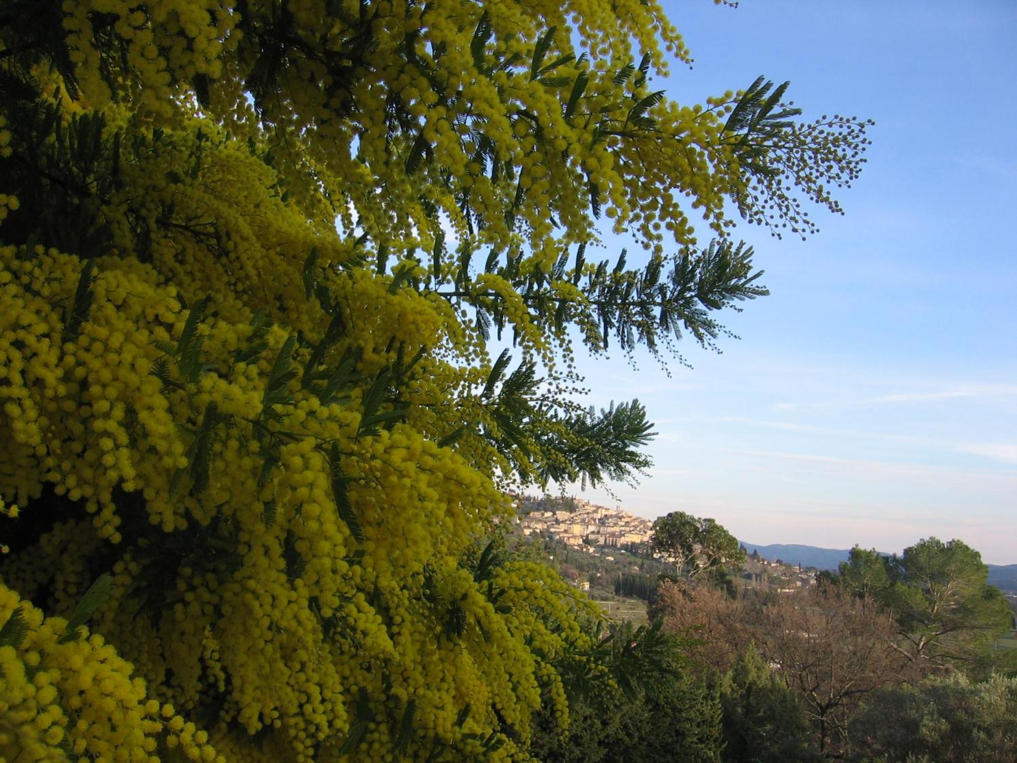 Villa Les Genets Fayence Esterno foto