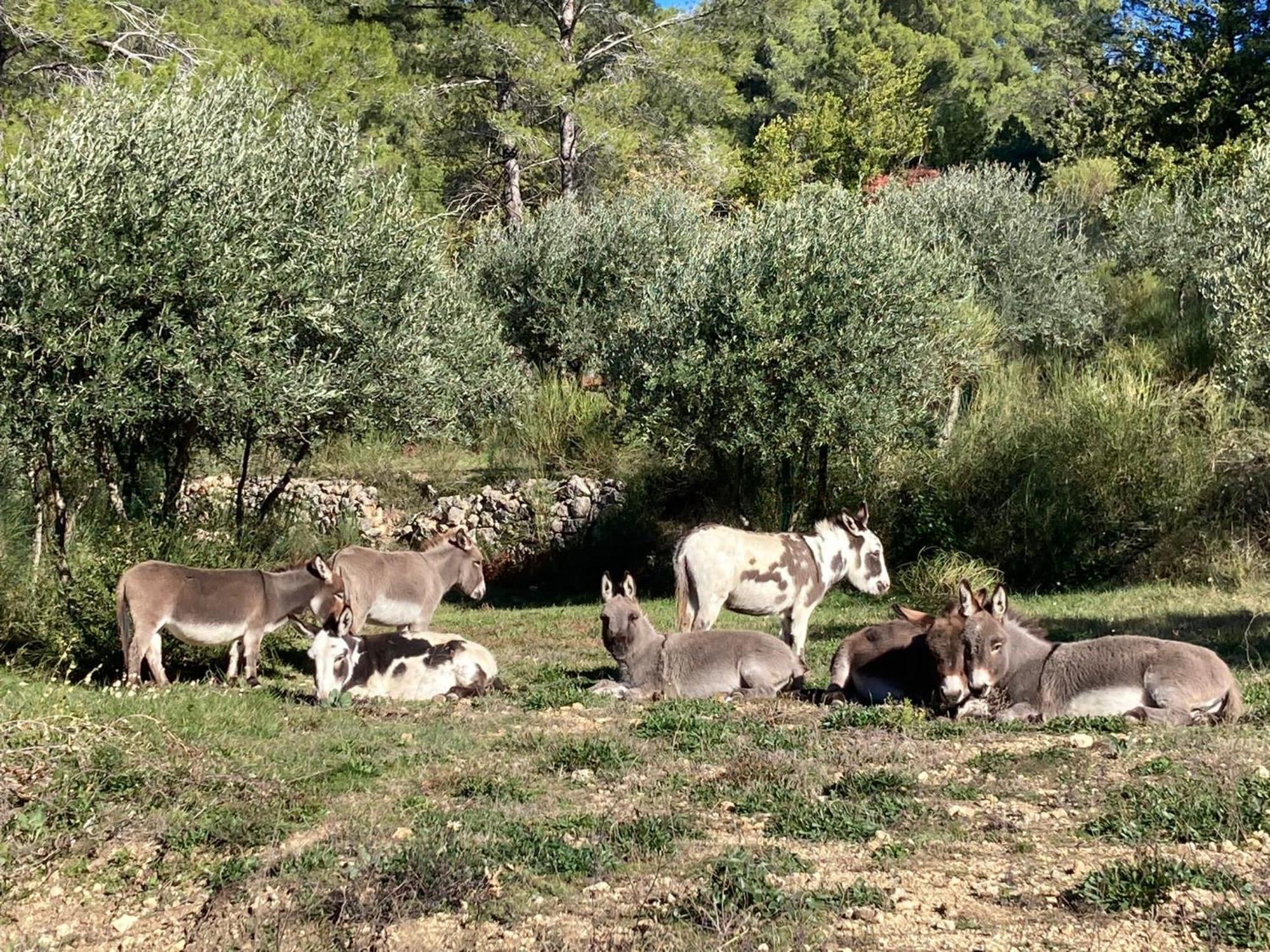 Villa Les Genets Fayence Esterno foto
