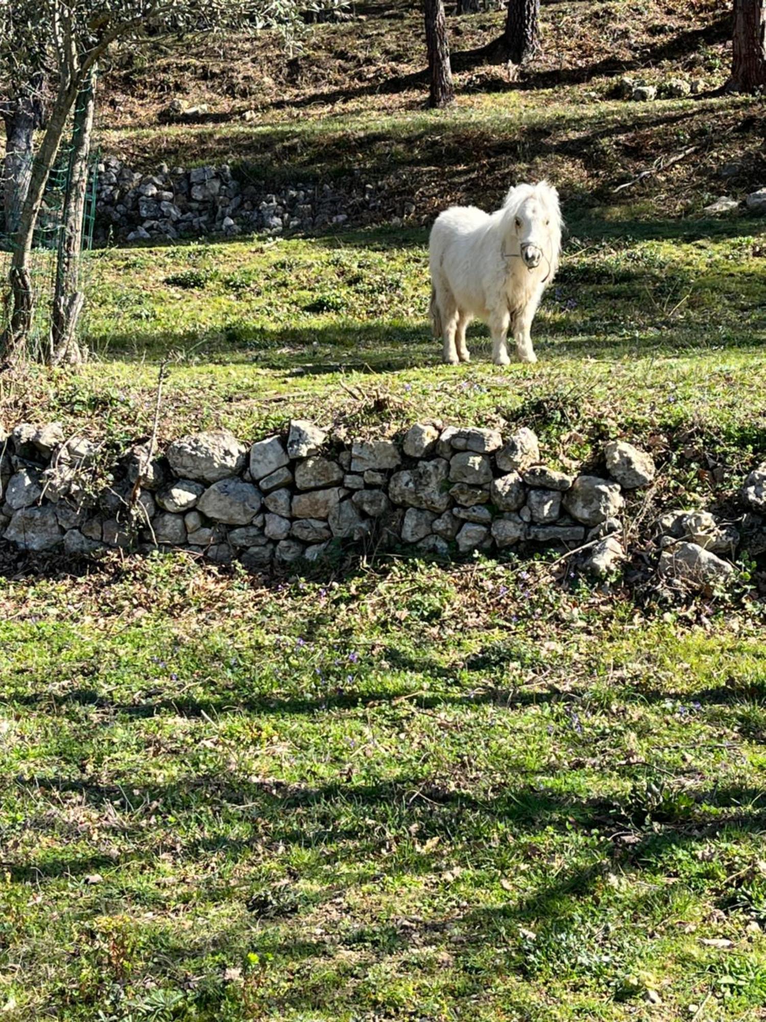 Villa Les Genets Fayence Esterno foto