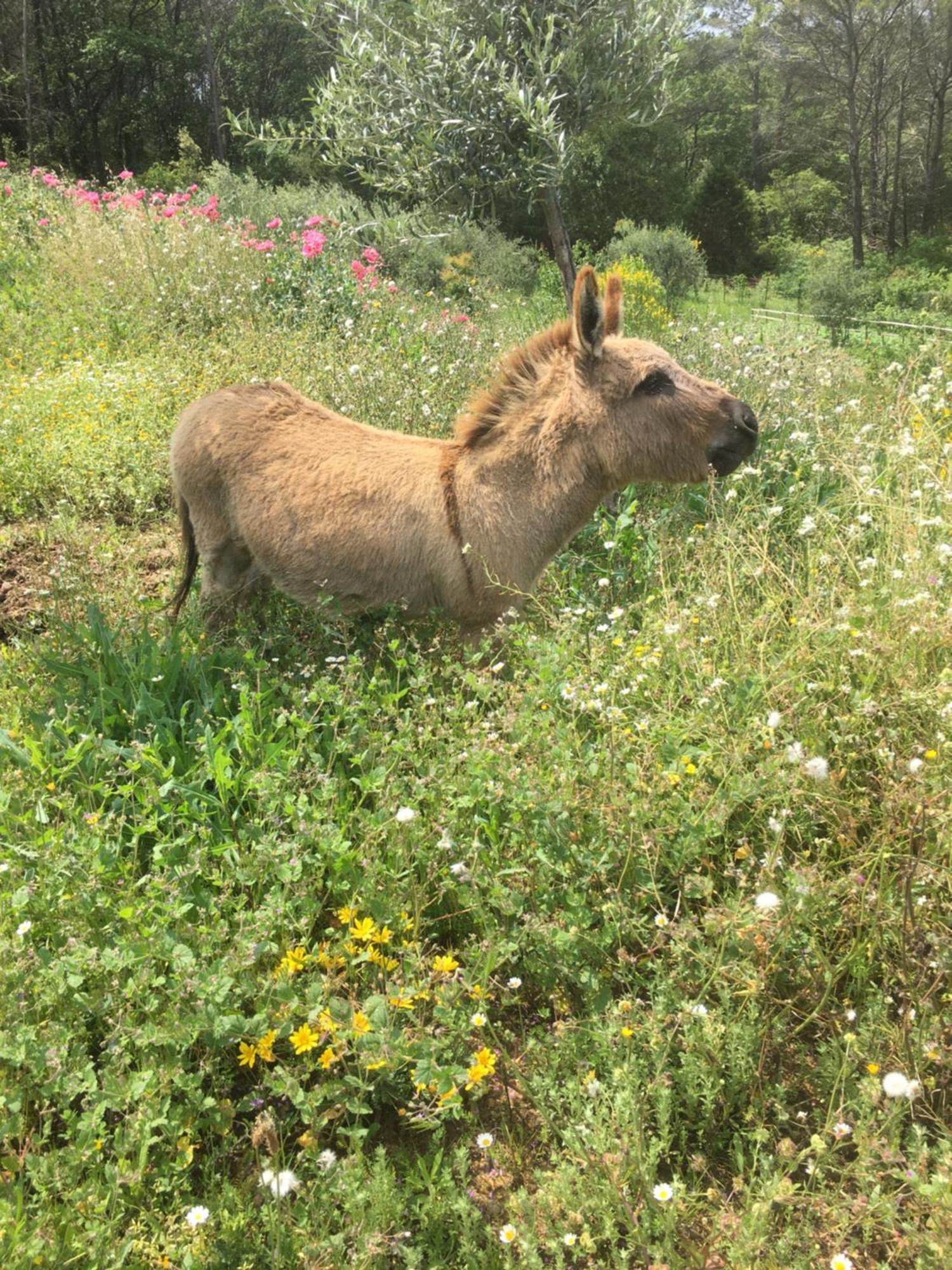 Villa Les Genets Fayence Esterno foto